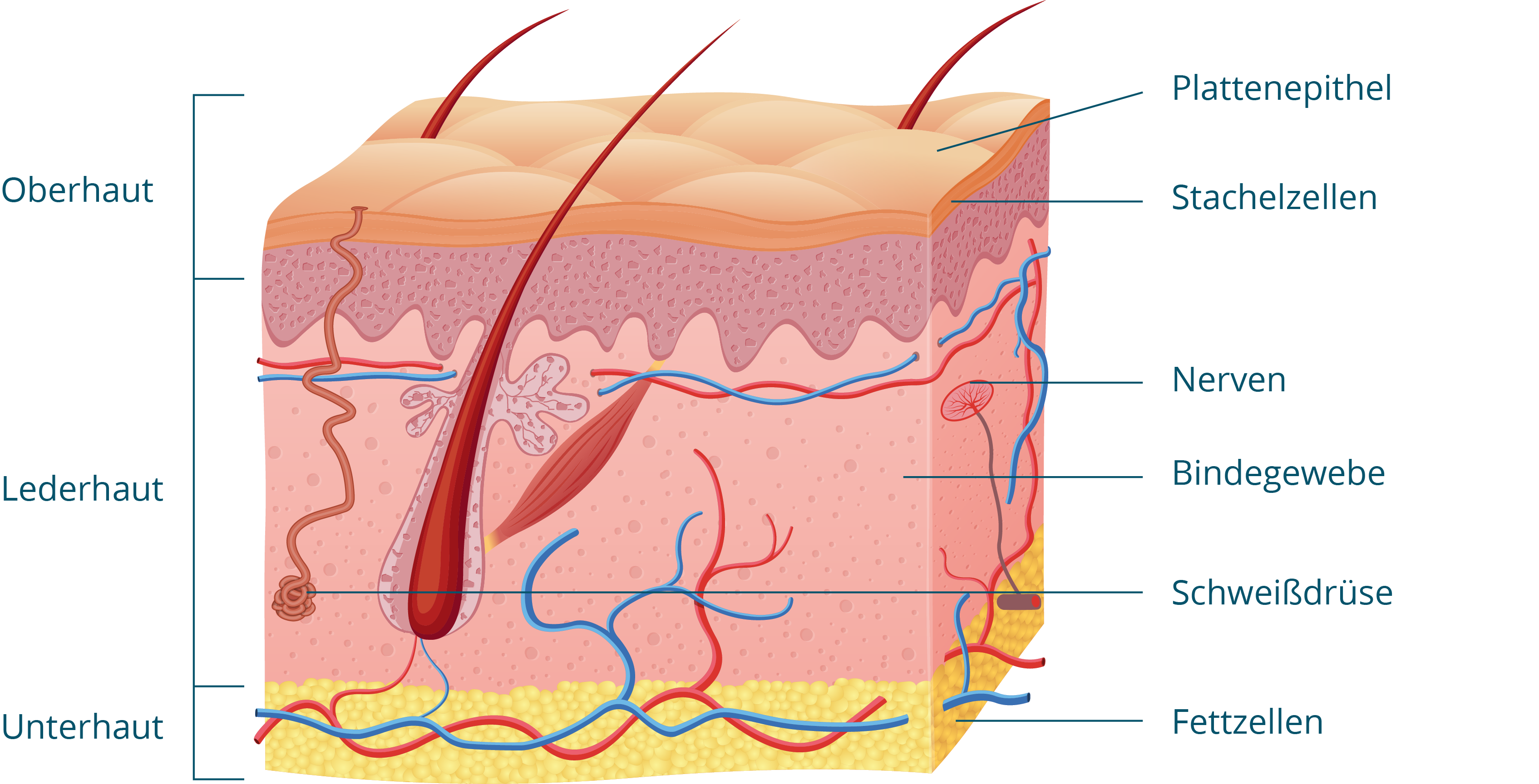 Aufbau und Funktion der Haut