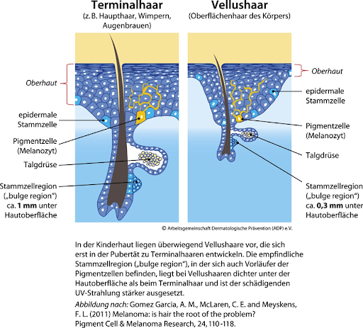 Dermatologische Praevention